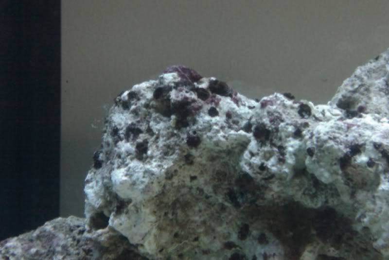 Black Algae? The Reef Tank